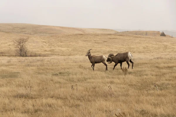 位于北达科他州西奥多 罗斯福国家公园的一只大角羊群 — 图库照片