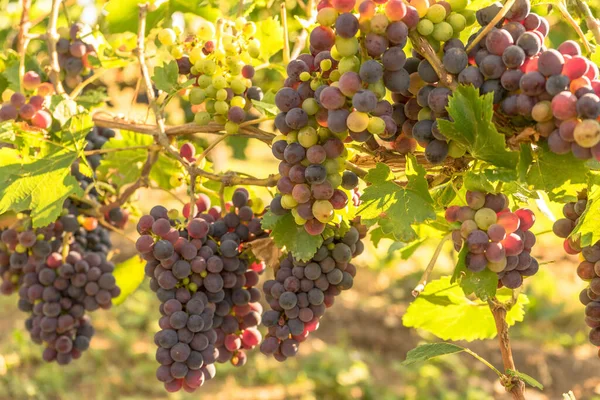 Mûrissement Délicieux Raisins Noirs Dans Vignoble — Photo