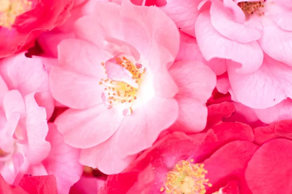 Gros Plan Fleurs Pivoine Rouge Rose Fraîches Idéal Pour Papier — Photo