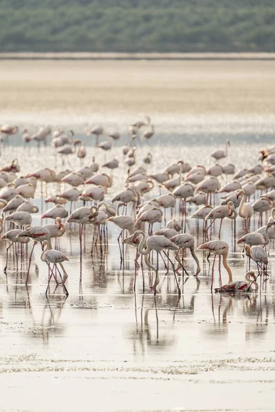 Beautiful View Greater Flamingos Phoenicopterus Roseus Feeding Shallow Waters — стокове фото