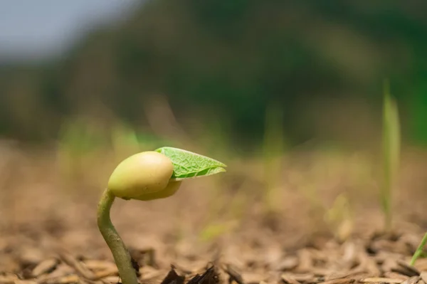 Vedere Frumoasă Tulpinii Plantei Care Crește Câmp Fundal Însorit Neclar — Fotografie, imagine de stoc