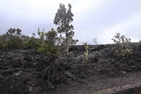 夏威夷科纳岛上黑色火山岩形成的热带雨林景观 — 图库照片