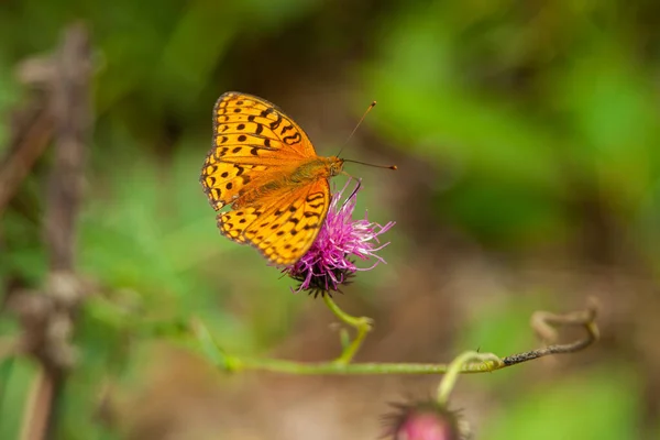 Крупный План Красивого Снимка Жёлтой Бабочки Естественной Среде — стоковое фото