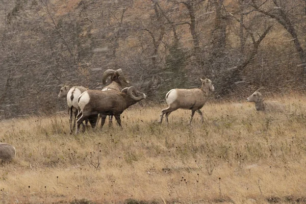 Troupeau Mouflons Amérique Dans Parc National Theodore Roosevelt Dakota Nord — Photo
