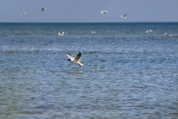 海の上の海鳥の美しいショット — ストック写真