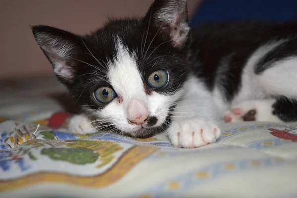 Nahaufnahme Eines Süßen Kätzchens Mit Infiziertem Auge — Stockfoto