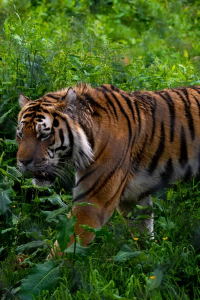 Vertikal Bild Vacker Tiger Utomhus Det Gröna Gräset — Stockfoto