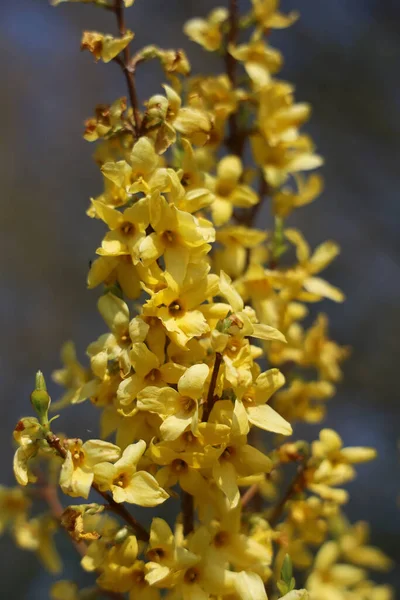 Primer Plano Flores Forsythia Amarillo Brillante —  Fotos de Stock