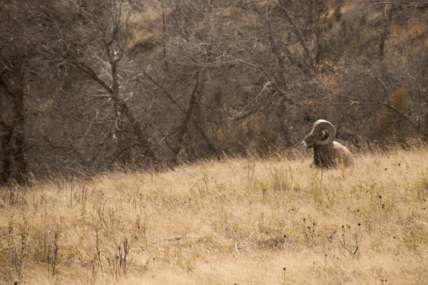 Een Bighorn Schaap Het Theodore Roosevelt National Park North Dakota — Stockfoto