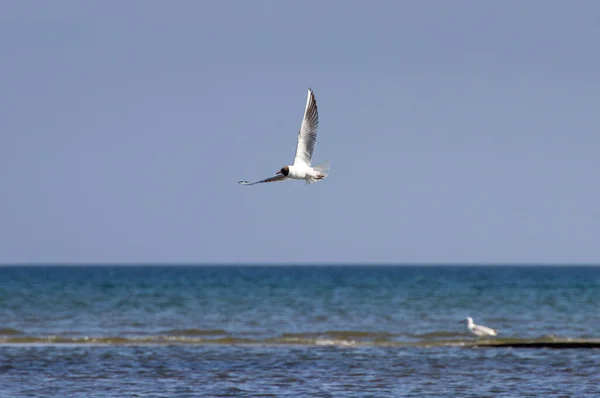 海の上の海鳥の美しいショット — ストック写真