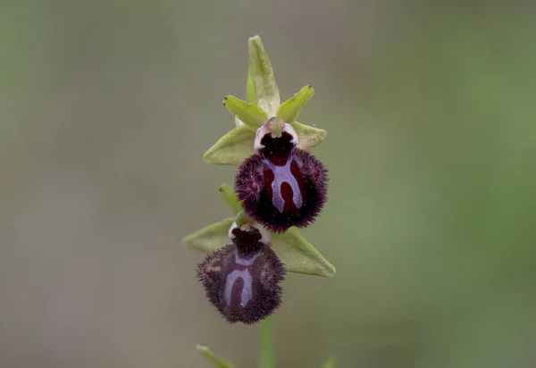 Una Hermosa Vista Macro Ophrys Incubacea Ophrys Sphegodes Subsp Atrata —  Fotos de Stock