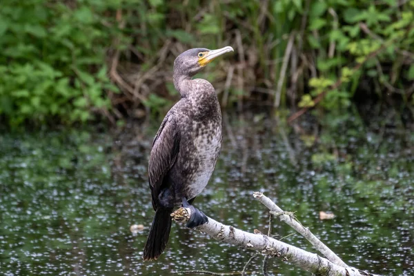 Cormorão Cinzento Empoleirado Num Galho Árvore Sobre Lagoa — Fotografia de Stock