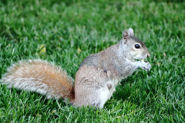 一只可爱的东方灰松鼠在森林里一边吃坚果一边坐在草地上 — 图库照片