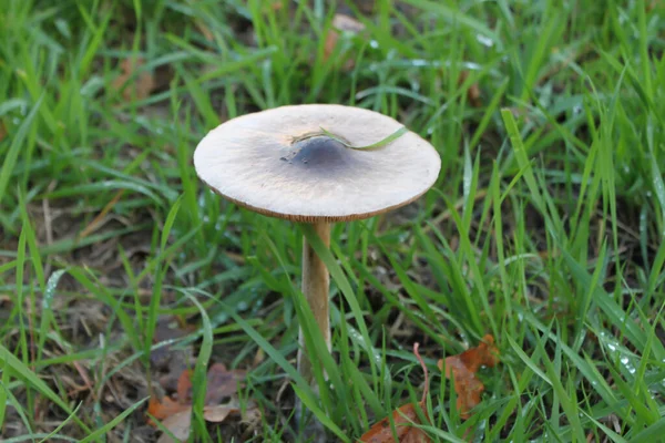 Primer Plano Hongo Campo Hierba Verde — Foto de Stock