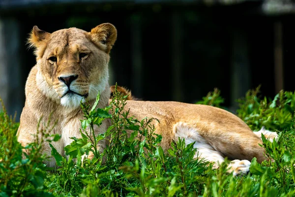 屋外に寝そべっているライオンの群れ — ストック写真