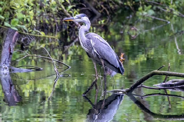 Uma Massa Garça Cinza Uma Lagoa — Fotografia de Stock