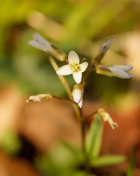 Narin Bir Thale Teresinin Arabidopsis Thaliana Seçici Odak Noktası Beyaz — Stok fotoğraf