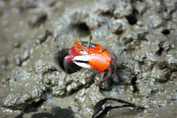 Una Macro Toma Cangrejo Saliendo Del Barro Bosque Manglares — Foto de Stock