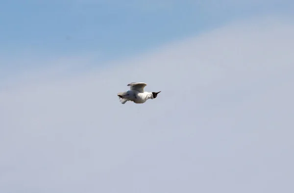 空の海鳥の美しいショット — ストック写真