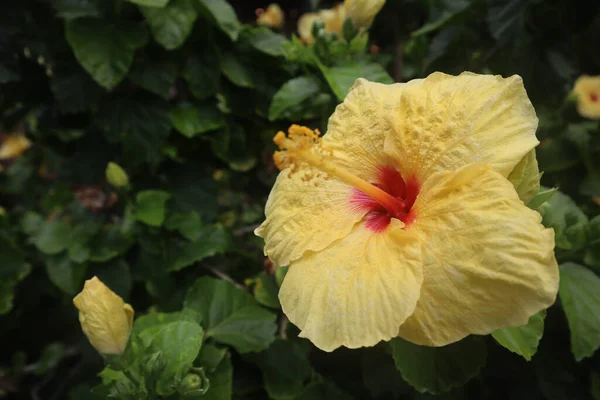 Gros Plan Belle Fleur Jaune Fleurie Hibiscus Dans Jardin — Photo