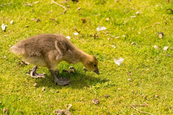 Nahaufnahme Eines Entchens Das Gras Auf Einer Wiese Frisst — Stockfoto