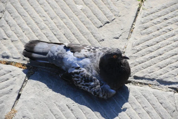 Tiro Perto Pombo Que Debruça Numa Rua — Fotografia de Stock