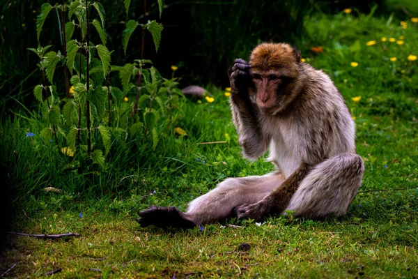 Ένα Κοντινό Πλάνο Ενός Barbary Macaque Έξω Κατά Διάρκεια Της — Φωτογραφία Αρχείου