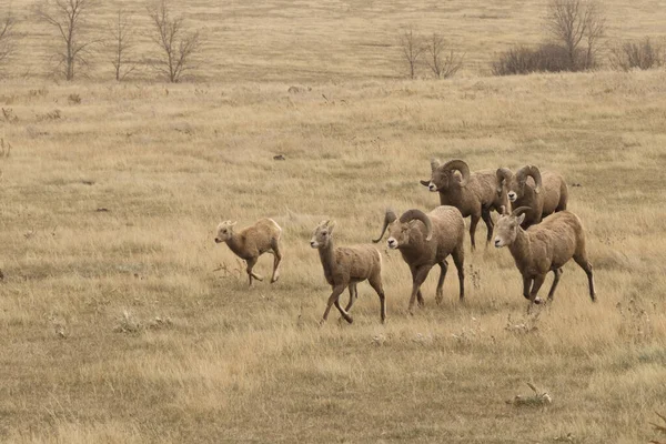 Bighorn Sheep Herd Theodore Roosevelt National Park North Dakota — Stock Photo, Image