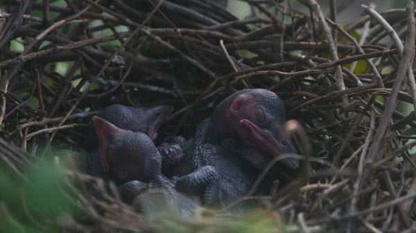 Closeup Baby Crows Nest Crow Chicks Nest — Stockfoto