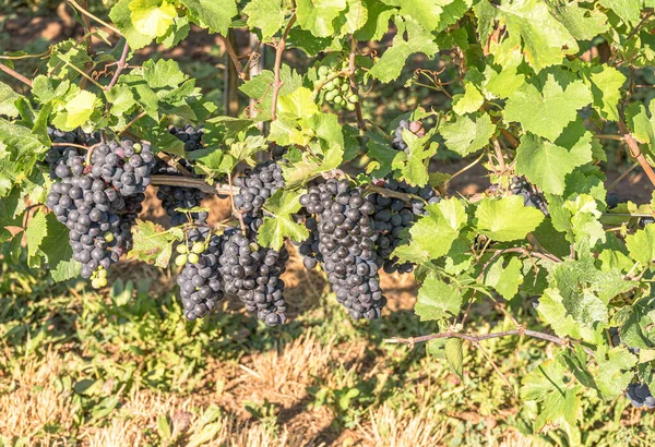 Deliciosas Uvas Pretas Amadurecimento Vinha — Fotografia de Stock