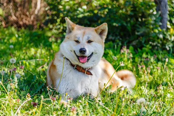 Bom Cão Deitado Relva — Fotografia de Stock