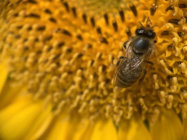 Een Close Shot Van Een Bij Een Zonnebloem — Stockfoto