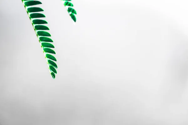 Beautiful View Green Leaves Plant Blurry Background — Stock Photo, Image