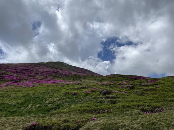 Low Angle Shot Green Hill Pink Flowers Huge White Clouds — Stock Photo, Image