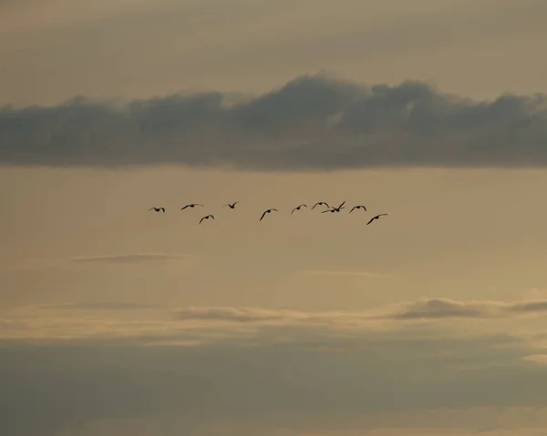 Een Kudde Vogels Vliegt Hoog Een Bewolkte Zonsondergang Hemel — Stockfoto