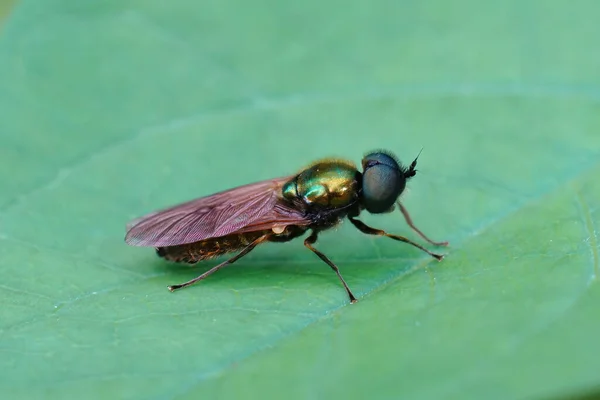 Gros Plan Centurion Large Soldat Vert Volant Sur Une Feuille — Photo