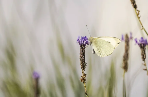 Uma Bela Vista Grande Branco Borboleta Pieris Brassicae Alimentando Lavanda — Fotografia de Stock