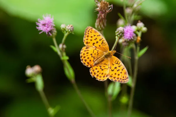 Zbliżenie Piękne Ujęcie Żółtego Motyla Naturalnym Środowisku — Zdjęcie stockowe