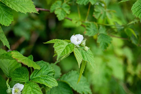 Tiro Close Pequenas Flores Thimbleberry Brancas Com Folhas Verdes — Fotografia de Stock