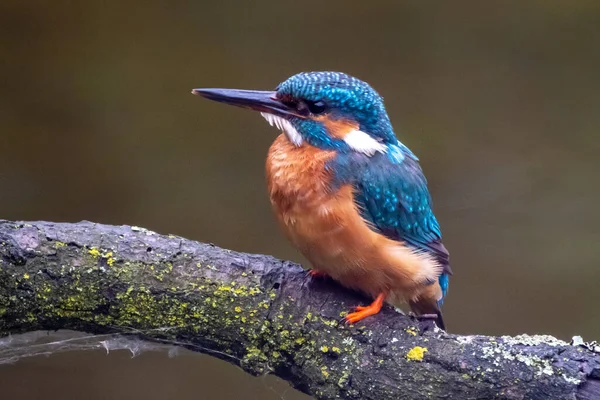 Lindo Martín Pescador Común Encaramado Una Rama Árbol Sobre Fondo — Foto de Stock