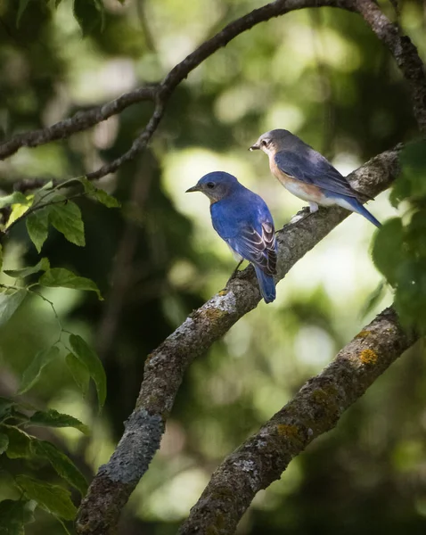 Tiro Foco Seletivo Pássaros Azuis Empoleirados Galho Árvore — Fotografia de Stock