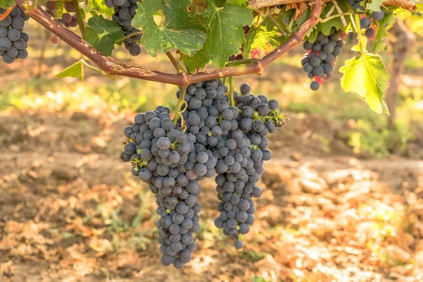 Mûrissement Délicieux Raisins Noirs Dans Vignoble — Photo