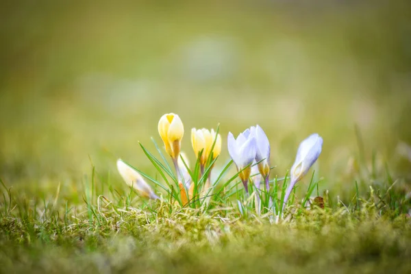 Närbild Bild Blommande Krokus Blommor — Stockfoto