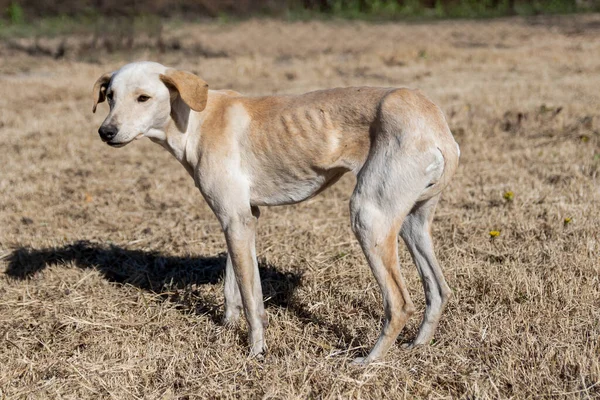 A closeup of a poor and skinny street dog wandering outdoors