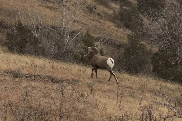 Mouflon Amérique Dans Parc National Theodore Roosevelt Dakota Nord — Photo