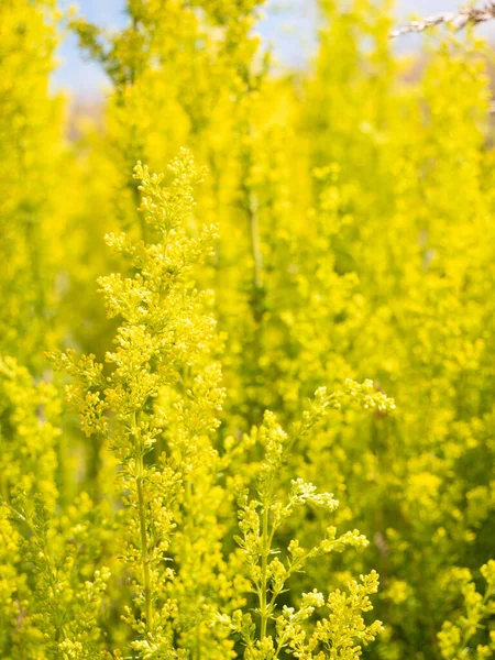 Όμορφα Κίτρινα Αγριολούλουδα Που Καλλιεργούνται Στο Χωράφι — Φωτογραφία Αρχείου