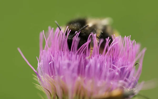 Eine Selektive Fokusaufnahme Einer Biene Auf Der Blühenden Lila Blume — Stockfoto