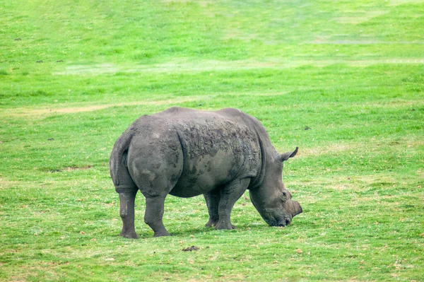 Närbild Vilda Noshörningar Sydafrikanska Viltreservat Dagsljus — Stockfoto