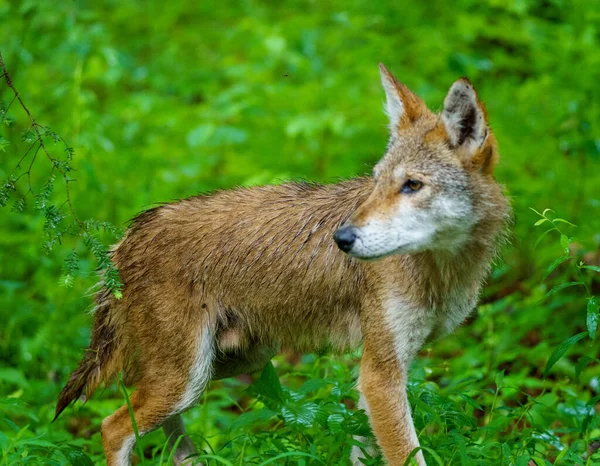 Zorro Gris Sudamericano Bosque — Foto de Stock