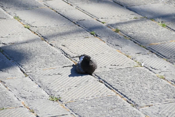 Eine Taube Räkelt Sich Auf Einer Straße — Stockfoto